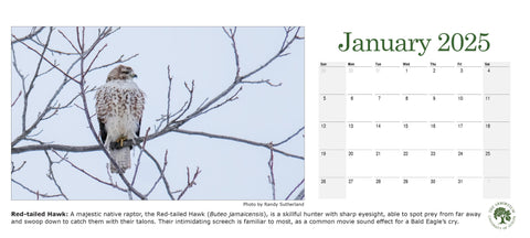 The January page of the 2025 Calendar. The image featured is a red-tailed hawk perched on a tree branch against a snowy sky.