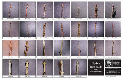 Front side of Biodiversity Sheet - Contains 26 labelled images of Native Tree Buds