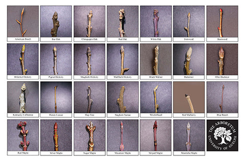 Front side of Biodiversity Sheet - Contains 27 labelled images of Tree Buds