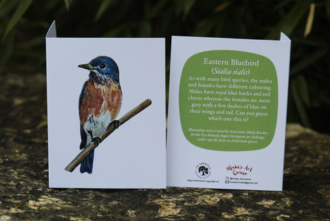 Greeting Card with Envelope. The front of the card features beautifully illustrated Eastern Bluebird. The back includes the name of the creature as well as the following text " As with many bird species, the males and females have different coloring Males have royal blue backs and red chests whereas the females are greyer with a few dashes of blue on their wings and tail. Can you guess which one this is?".  The inside of the card is blank. Illustrations are by local artist Mieke Boecker.