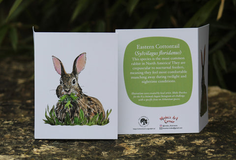 Greeting Card with Envelope. Front of card features beautifully illustrated image of an Eastern Cottontail. The back includes the name of the creature as well as the following text"This species is the most common rabbit in North America! they are crepuscular to nocturnal feeders, meaning they feel most comfortable munching away during twilight and nighttime conditions". The inside of the card is blank. Illustrations are by local artist Mieke Boecker.