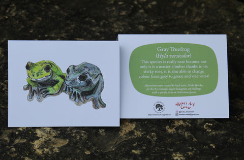 Greeting Card with Envelope. The front of the card features a beautifully illustrated image of two Grey treefrog’s. The back includes the name of the creature as well as the following text “This species is really neat because not only is it a master climber thanks to it’s sticky toes, it is also able to change colour from grey to green and vice versa”. The inside of the card is blank. Illustrations are by local artist Mieke Boecker.
