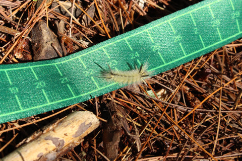 A green lanyard up close on the ruler side, with a Banded Tussock Moth Caterpillar crawling between the markers for 22cm and 24cm. The background is a bed of brown pine needles.