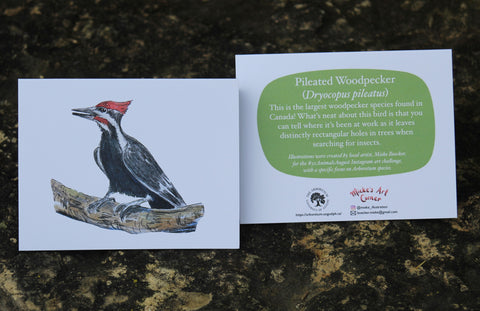 Greeting Card with Envelope. The front of the card features beautifully illustrated Pileated Woodpecker The back includes the name of the creature as well as the following text "This is the largest woodpecker species found in Canada! What’s neat about this bird is that you can tell where it’s been at work as it leaved distinctly rectangular holes in trees when searching for insects".  The inside of the card is blank. Illustrations are by local artist Mieke Boecker.