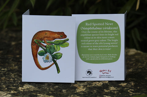 Greeting Card with Envelope. Front of card features beautifully illustrated image of a Red-spotted Newt. The back includes the name of the creature as well as the following text" Over the course of its lifetime, this amphibian species loses its bright red color as its skin turns a more neutral green-grey color. The bright red color of the efts (young newts) is meant to warm potential predators that their skin is toxic!". The inside of the card is blank. Illustrations are by local artist Mieke Boecker.