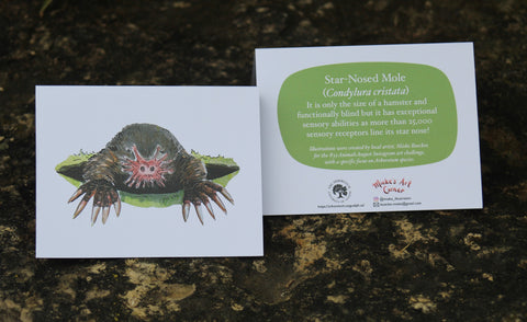 Greeting Card with Envelope. The front of the card features an illustrated image of the Star-Nosed Mole Eastern Bluebird. The back includes the name of the creature as well as the following text "It is only the size of a hamster and functionally blind but it has exceptional sensory abilities as more than 25, 000 sensory receptors line its star nose".  The inside of the card is blank. Illustrations are by local artist Mieke Boecker.