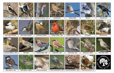 Back side of Biodiversity Sheet - Contains 27 labelled images of Backyard Birds