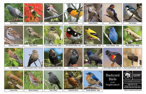 Front side of Biodiversity Sheet - Contains 26 labelled images of Backyard Birds