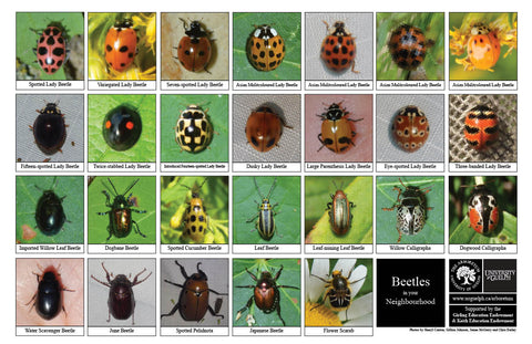 Front side of Biodiversity Sheet - Contains 26 labelled images of Beetles