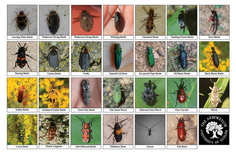 Back side of Biodiversity Sheet - Contains 27 labelled images of Beetles