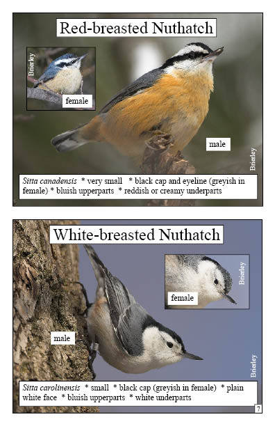 Samples page with photos of Red-breasted and White-breasted Nuthatch with details on anatomy from Feeder Birds Booklet