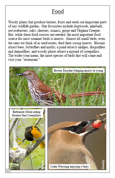 Samples page with photos of and details on food sources from Summer Garden Birds Booklet