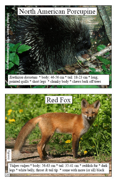 Samples page with photos of North American Porcupine and Red Fox with details on anatomy from Mammals Booklet