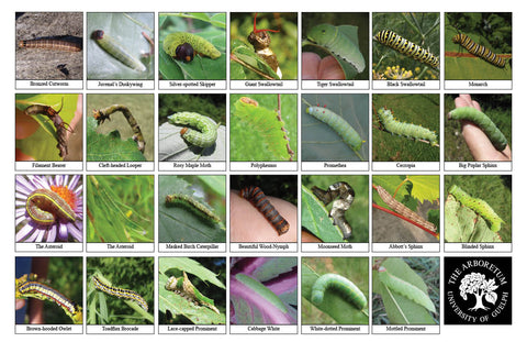 Back side of Biodiversity Sheet - Contains 27 labelled images of Caterpillars