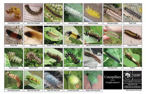 Front side of Biodiversity Sheet - Contains 26 labelled images of Caterpillars