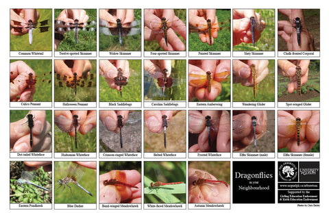 Front side of Biodiversity Sheet - Contains 26 labelled images of Dragonflies