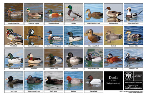 Front side of Biodiversity Sheet - Contains 26 labelled images of Ducks
