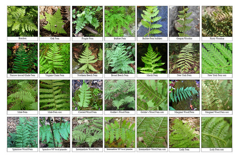 Back side of Biodiversity Sheet - Contains 28 labelled images of Ferns