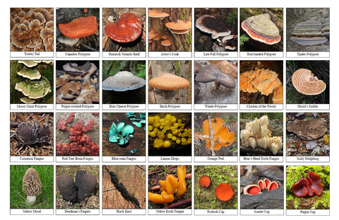 Back side of Biodiversity Sheet - Contains 28 labelled images of Ferns