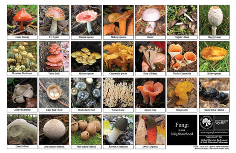 Front side of Biodiversity Sheet - Contains 26 labelled images of Fungi