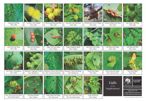 Biodiversity Sheet - Galls