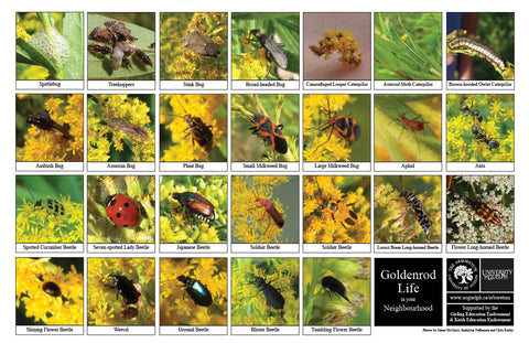 Front side of Biodiversity Sheet - Contains 26 labelled images of Goldenrod Life