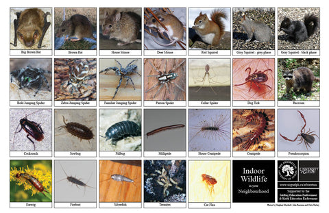 Front side of Biodiversity Sheet - Contains 26 labelled images of Indoor Wildlife