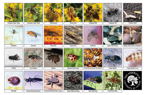 Back side of Biodiversity Sheet - Contains 27 labelled images of Indoor Wildlife