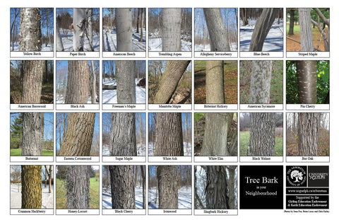 Back side of Biodiversity Sheet - Contains 26 labelled images of Tree Bark