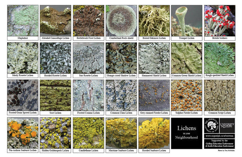 Front side of Biodiversity Sheet - Contains 26 labelled images of Lichens and Tree Bark