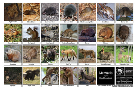Front side of Biodiversity Sheet - Contains 26 labelled images of Mammals In Your Neighbourhood