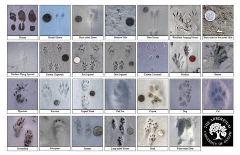 Back side of Biodiversity Sheet - Contains 27 labelled images of Mammal Tracks