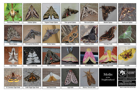 Front side of Biodiversity Sheet - Contains 26 labelled images of Moths
