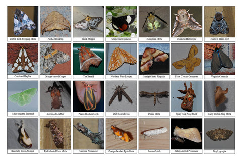Back side of Biodiversity Sheet - Contains 28 labelled images of Moths