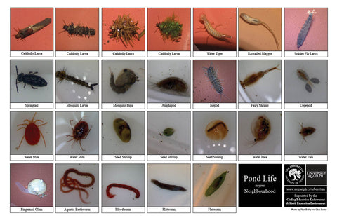 Front side of Biodiversity Sheet - Contains 26 labelled images of Pond Life