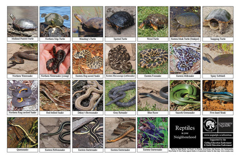 Front side of Biodiversity Sheet - Contains 26 labelled images of Reptiles