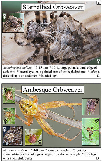 Samples page with photos of Starbellied and Arabesque Orbweavers with details on anatomy from Spiders Booklet