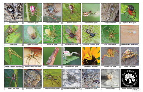 Back side of Biodiversity Sheet - Contains 27 labelled images of Spiders