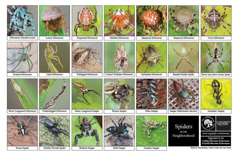 Front side of Biodiversity Sheet - Contains 26 labelled images of Spiders