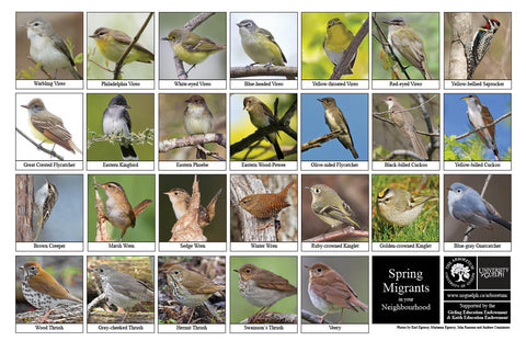 Front side of Biodiversity Sheet - Contains 26 labelled images of Spring Migrant Birds
