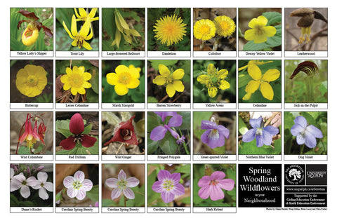 Front side of Biodiversity Sheet - Contains 26 labelled images of Spring Woodland Wildflowers
