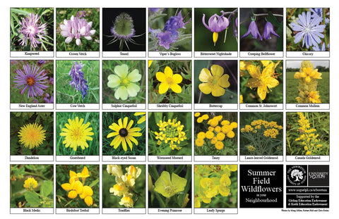 Front side of Biodiversity Sheet - Contains 26 labelled images of Summer Field Wildflowers