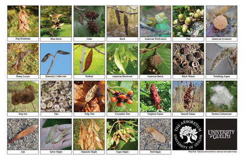 Back side of Biodiversity Sheet - Contains 26 labelled images of Native Tree Fruits & Seeds