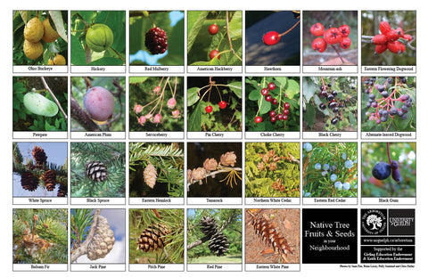 Front side of Biodiversity Sheet - Contains 26 labelled images of Native Tree Fruits & Seeds