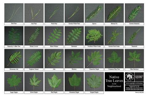 Front side of Trilingual Biodiversity Sheet - Contains 26 labelled images of Native Tree Leaves