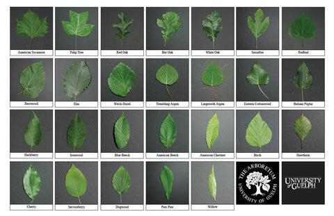 Back side of Trilingual Biodiversity Sheet - Contains 26 labelled images of Native Tree Leaves