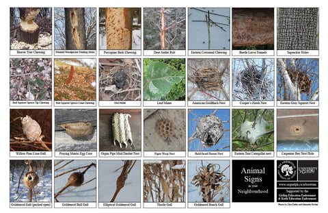 Front side of Biodiversity Sheet - Contains 26 labelled images of Animal Signs
