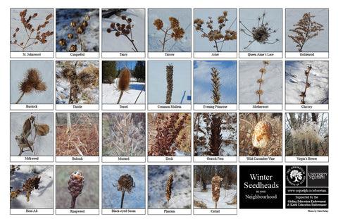 Back side of Biodiversity Sheet - contains 26 labelled images of Winter Seedheads