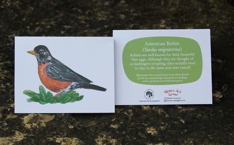 Greeting Card with Envelope. Front of card features beautifully illustrated image of a American Robin. The back includes the name of the creature as well as the following text" Robins are well known for their beautiful blue eggs. Although they are thought of as harbingers of spring, they actually tend to stay in the same area year round!” The inside of the card is blank. Illustrations are by local artist Mieke Boecker. 