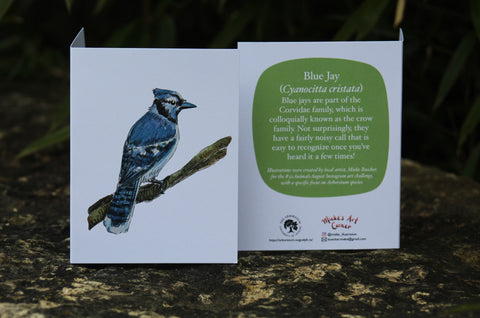 Greeting Card with Envelope. Front of card features beautifully illustrated image of a Blue Jay. The back includes the name of the creature as well as the following text "Blue jays are part of the Corvidae family, which is colloquially known as the crow family. Not surprisingly, they have a fairly noisy call that is easy to recognize once you've heard it a few times!".  The inside of the card is blank. Illustrations are by local artist Mieke Boecker. 